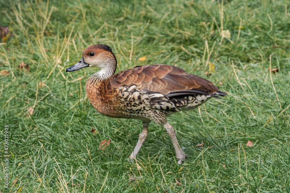 West Indian Whistling Duck (Dendrocygna arborea) in park West Indian Whistling Duck (Dendrocygna arborea) in park
