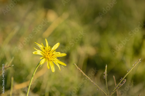 Meadow Salsify flower called Tragopogon pratensis L, also known as meadow goat's-beard. Close-up view of yellow flower with blurred background  photo