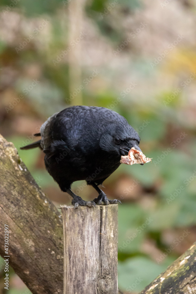 Obraz premium crow on the ground