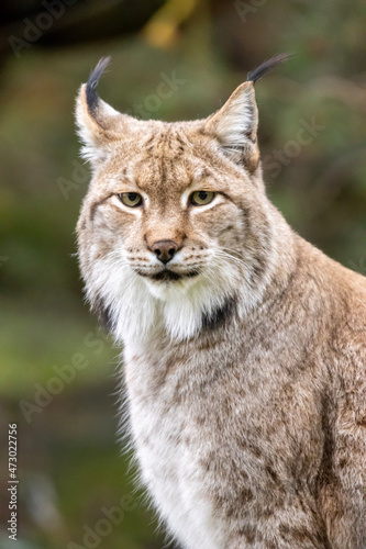 lynx in the woods © Marco