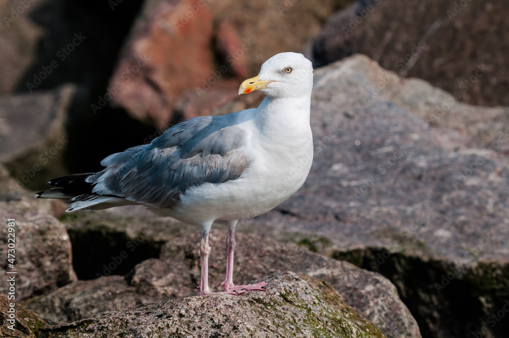 Adult Herring Gull (Larus argentatus) in park, Germany Adult Herring Gull (Larus argentatus) in park, Germany