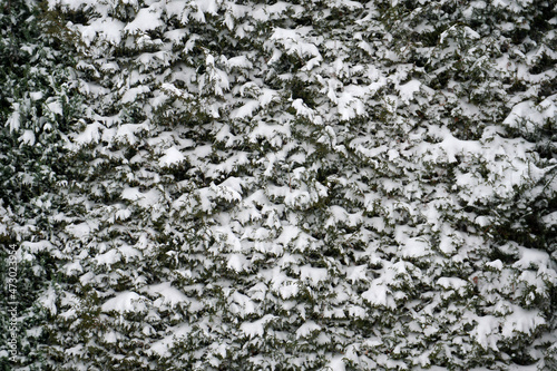 Thuja branches covered with snow on winter days