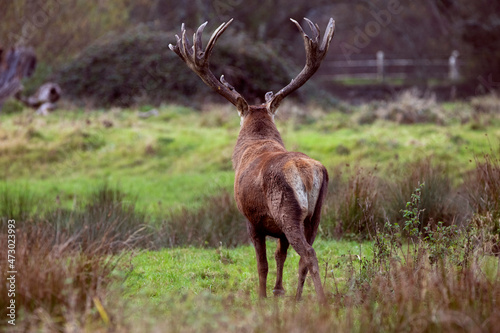 Stag Walking Off