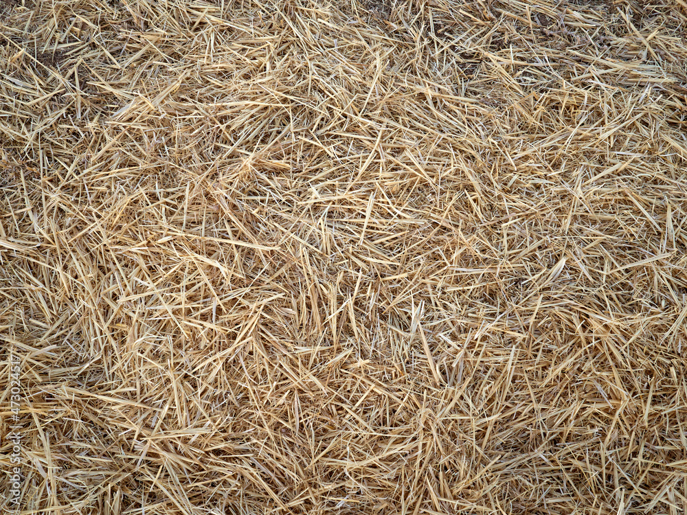Golden hay. Straw after the harvest. Yellow textured background Golden hay. Straw after the harvest. Yellow textured background