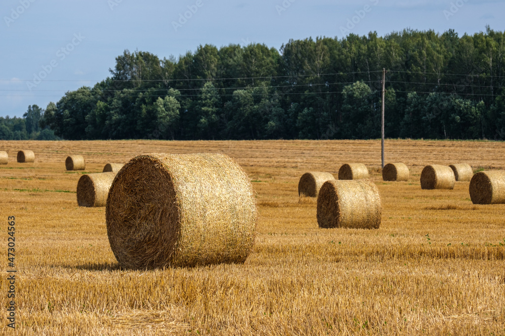 rolls af hay in green autumn meadow