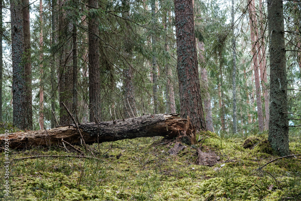 dry fallen tree trunks in old forest dry fallen tree trunks in old forest
