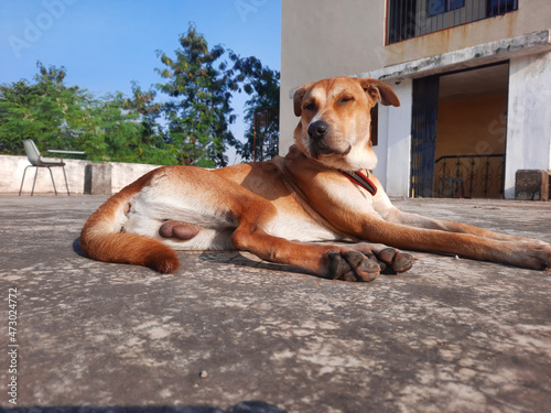 brown yellow color Indian pet dog relaxing outdoor