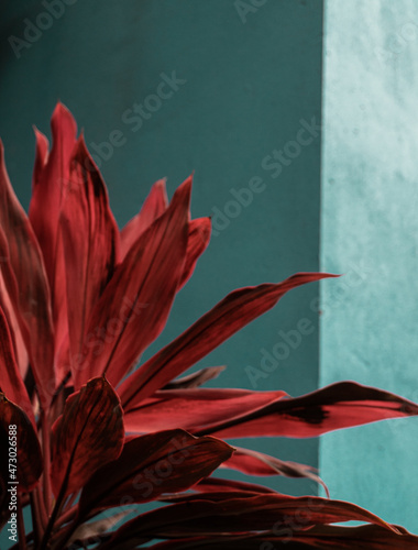Piękne niebieskie tło z czerwonym kwiatem, roślinna tropikalna tekstura.