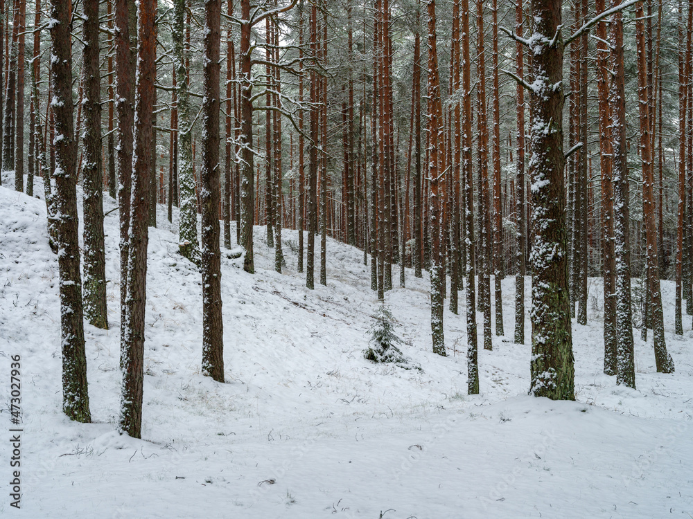 Fototapeta premium pine and spruce tree forest in first snow