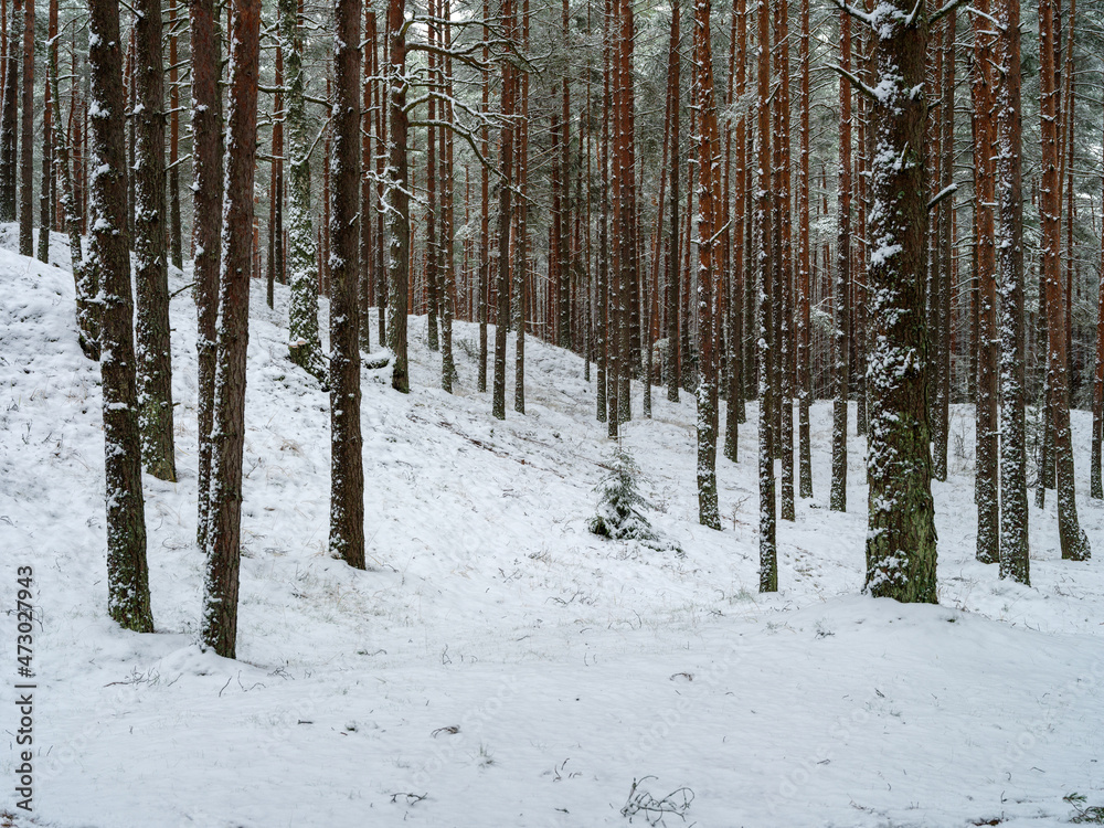 pine and spruce tree forest in first snow