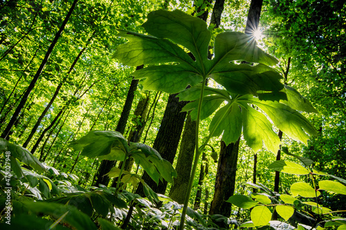 Forest Floor