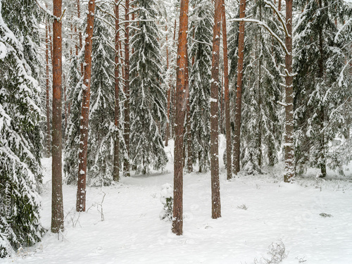 pine and spruce tree forest in first snow