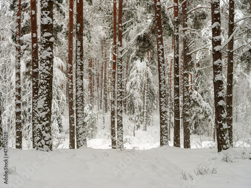 pine and spruce tree forest in first snow