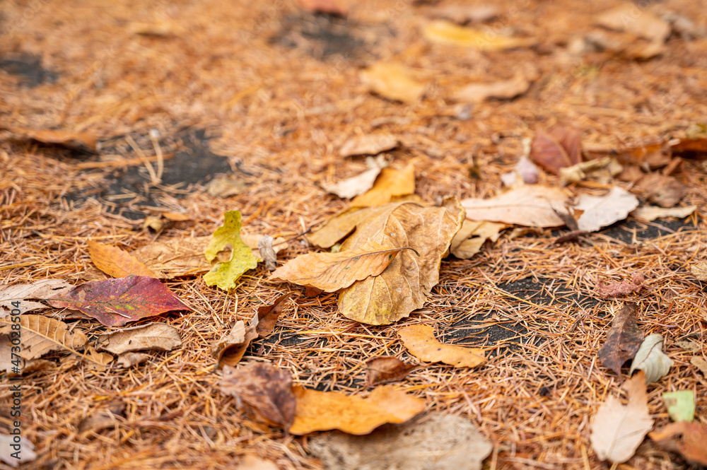 道路の端に溜まった落ち葉