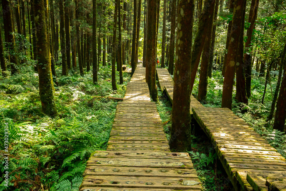Fototapeta premium Forest, climber, safety, walking, boardwalk