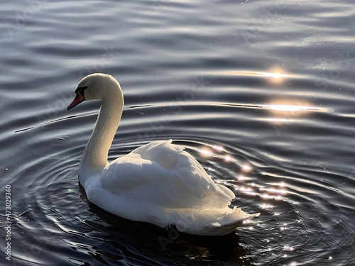 White swan swims on a pond. High quality photo