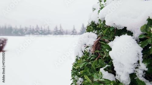 Melting snow on a spruce branch. Spring drops, green branch, winter landscape