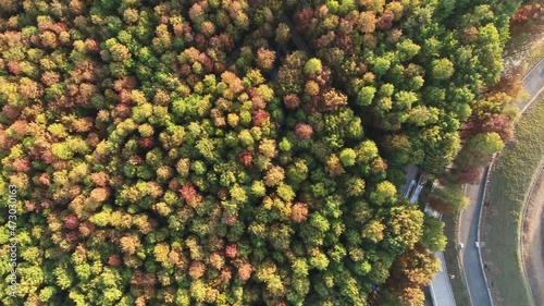 Autumn forest in hangzhou qingshan lake photo
