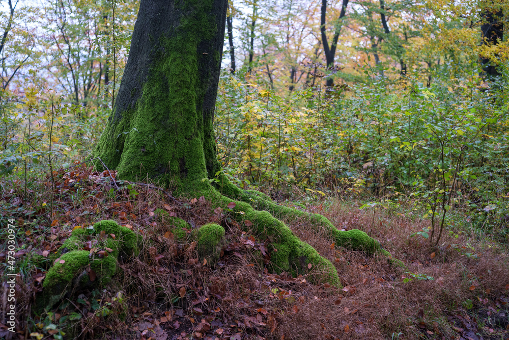 Moos am Baum Moos am Baum