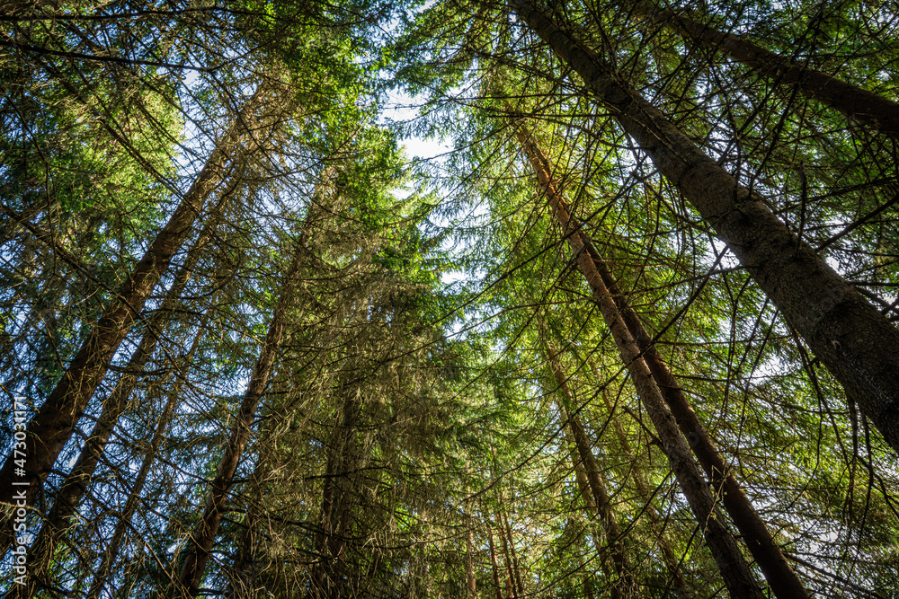 Fototapeta premium Tall trees in the evergreen forest.