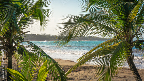 Palm trees on the beach.