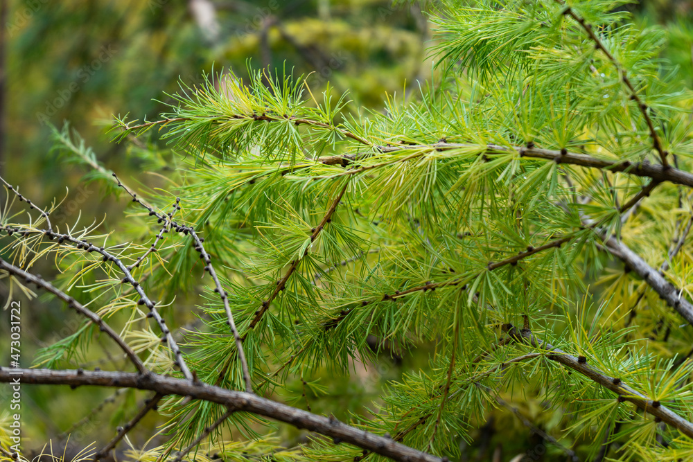 thick soft green branches of Siberian larch. thick soft green branches of Siberian larch.