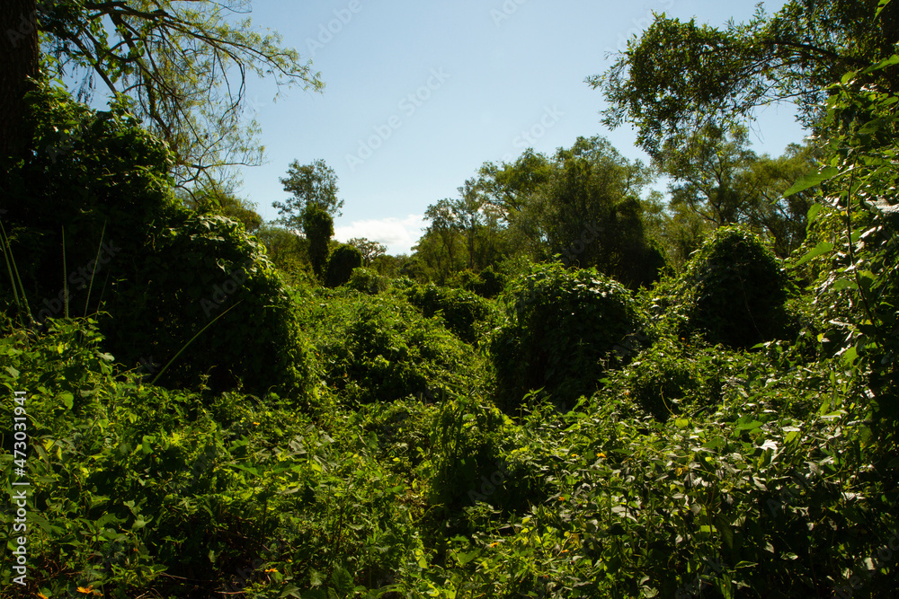 Fototapeta premium Enchanting panorama view of the green forest beautiful foliage, branches and leaves.