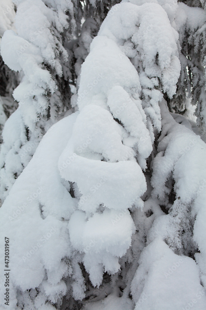 Winter forest full in snow and frosting