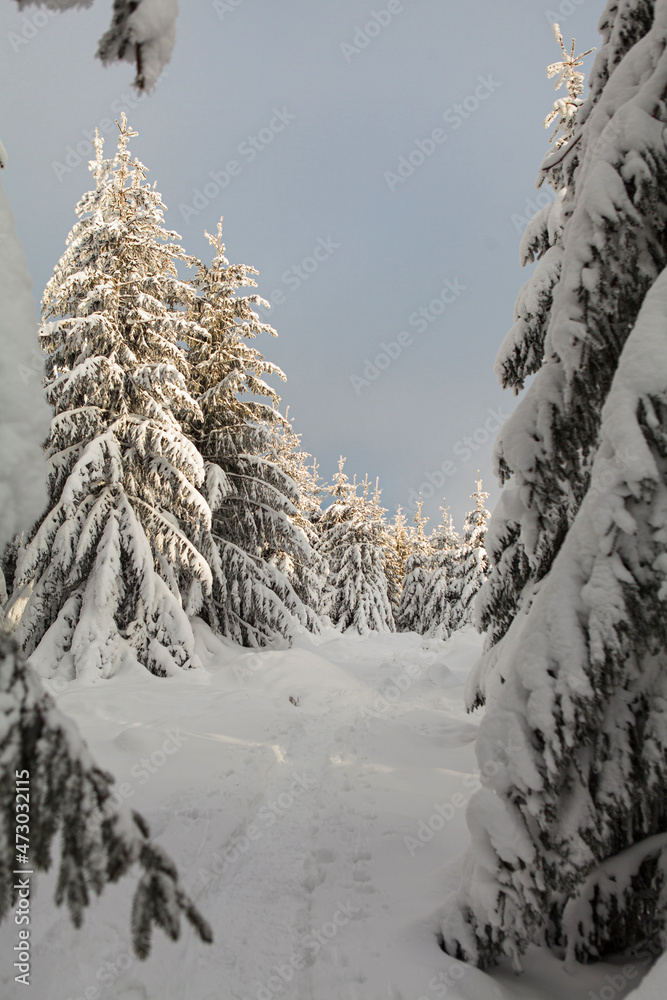 Fototapeta premium Winter forest full in snow and frosting