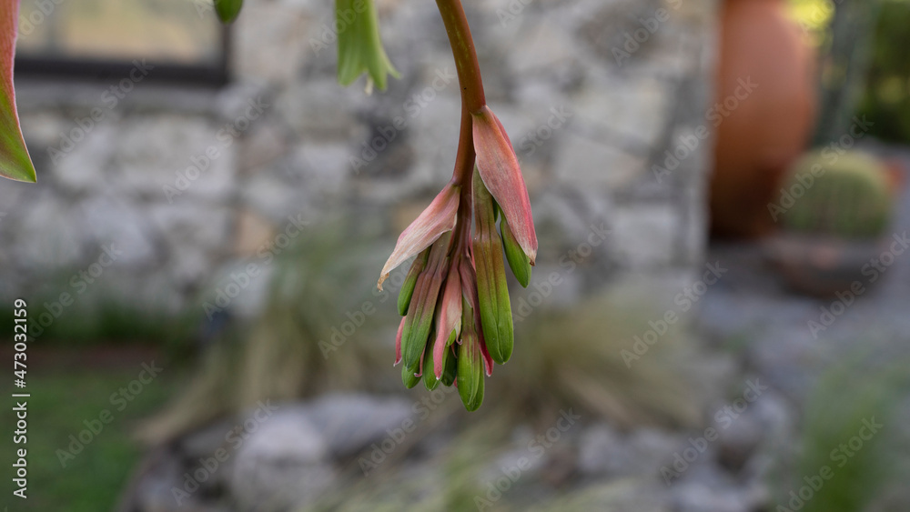 Closeup view of exotic succulent plant Beschorneria yuccoides, also known as Mexican Lily, red floral stem, bracts and green flowers, blooming in the garden.