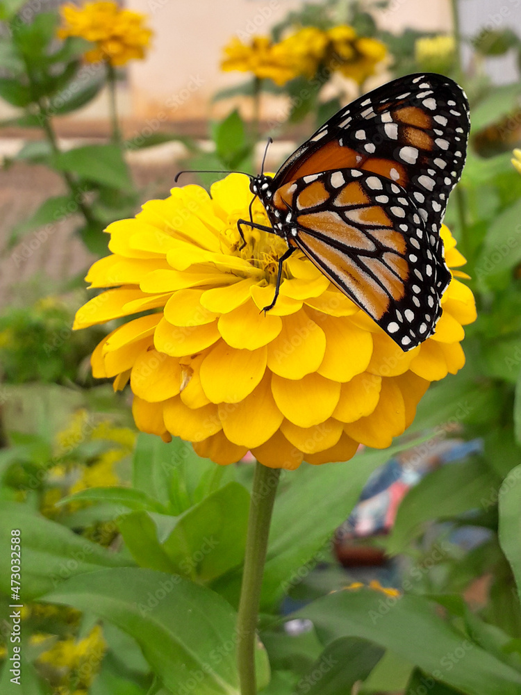 Fototapeta premium butterfly on flower