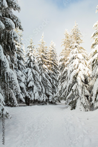 Winter forest full in snow and frosting