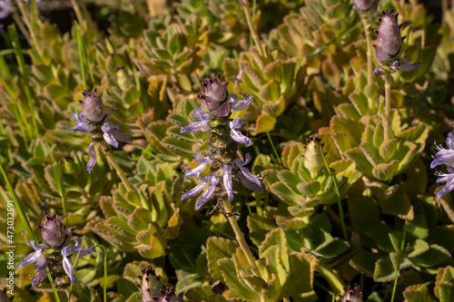 Floral. Closeup view of Plectranthus neochilus, also known as Lobster Bush, green leaves and purple flowers blooming in the garden.  photo