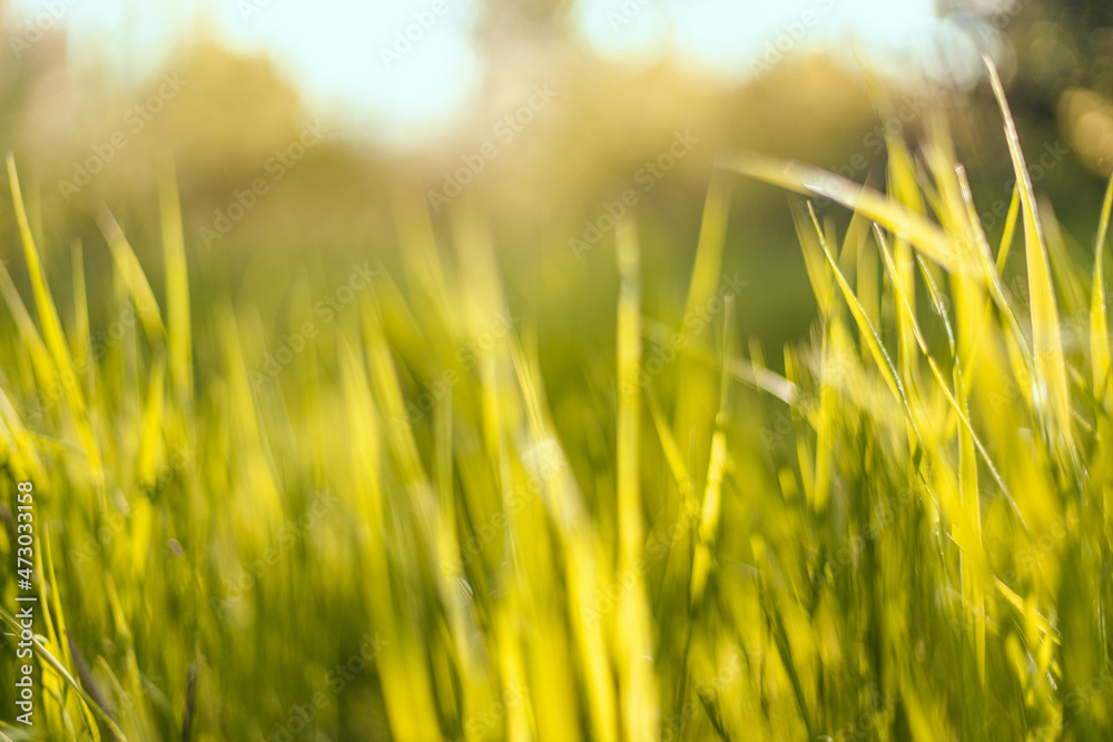 Green spring grass in sunlight horizontal background in sunny summer day in park