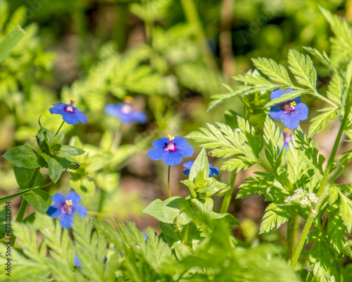 colorful blue wild flowers 