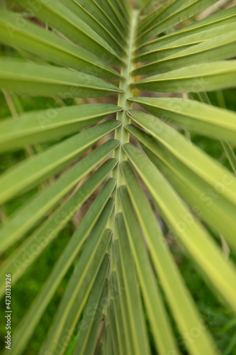 Palm leaf background. Closeup view of a Butia capitatata  also known as Jelly Palm green leaves. Beautiful tropical flora texture and pattern.