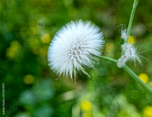 white fluffy dandelion closeup in the meadows