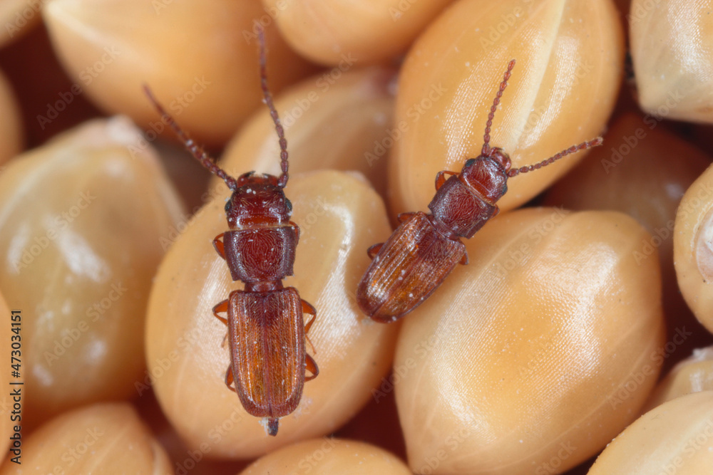 Rusty grain beetle Cryptolestes ferrugineus from the family Laemophloeidae (lined flat bark beetles), known as economically important pests of stored products. Male and Female on millet seeds. - obrazy, fototapety, plakaty 