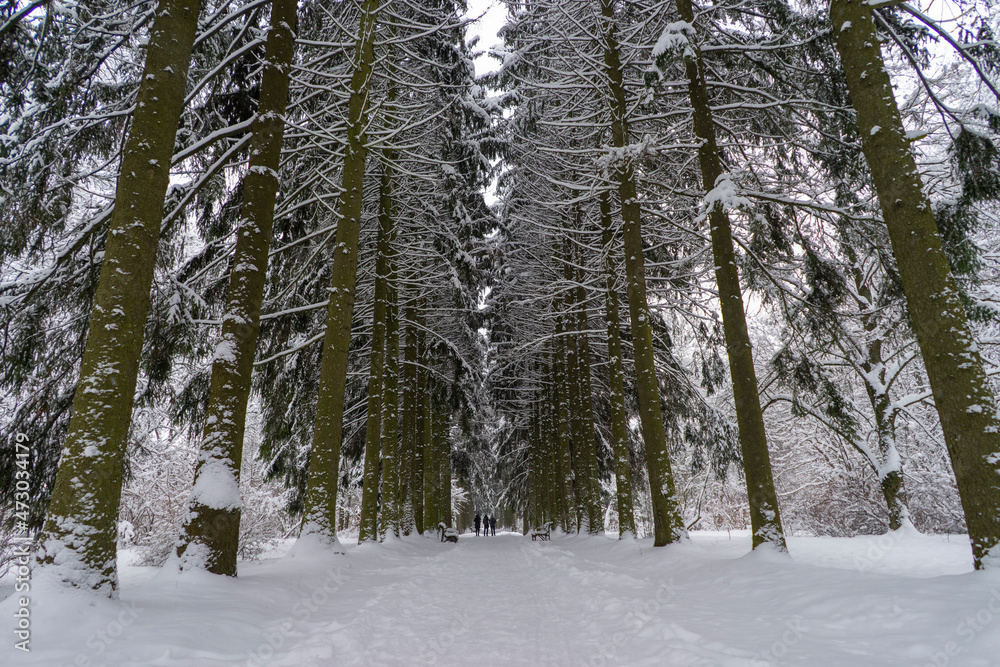 Snow-covered tree crowns in the Winter Botanical Garden, Minsk Snow-covered tree crowns in the Winter Botanical Garden, Minsk
