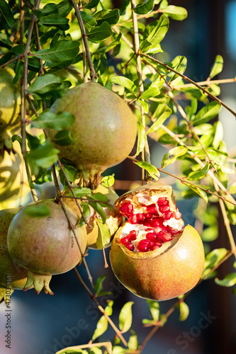 Ripe self-cracked pomegranate fruit on a tree, burst from the ripeness of pomegranates in the summer sunny garden.