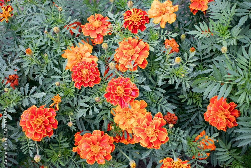orange marigold flowers in the garden