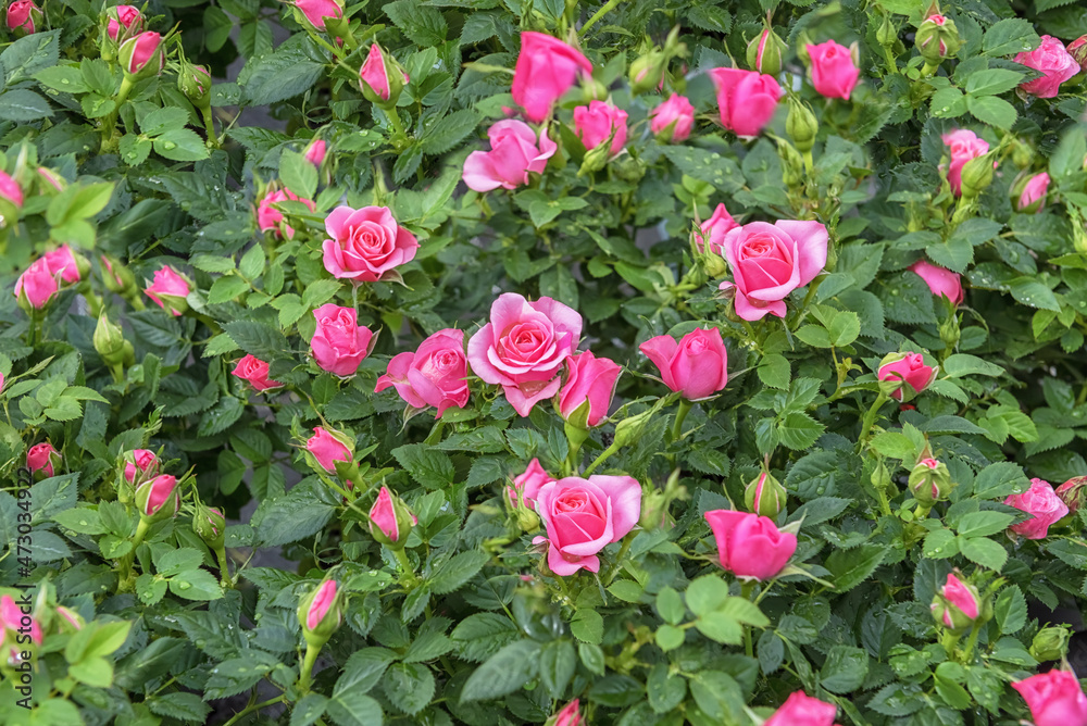 Rose Cordana, an indoor and pots plant, open field as a curb decoration Rose Cordana, an indoor and pots plant, open field as a curb decoration