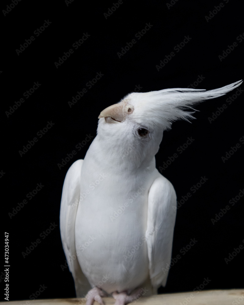 Albino White Cockatiel bird standing on a branch in front of a black background Albino White Cockatiel bird standing on a branch in front of a black background
