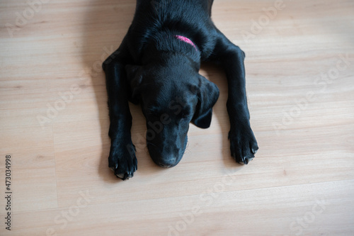 Cute black labrador puppy lying on a floor © Gajus