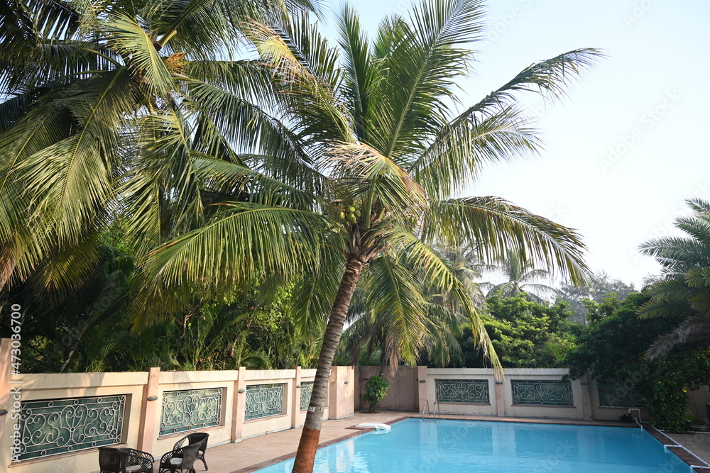 Fototapeta premium swimming pool and trees