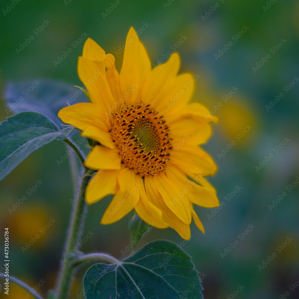Gerbera Gerbera