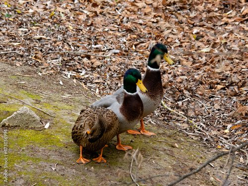 Photo of wild ducks
