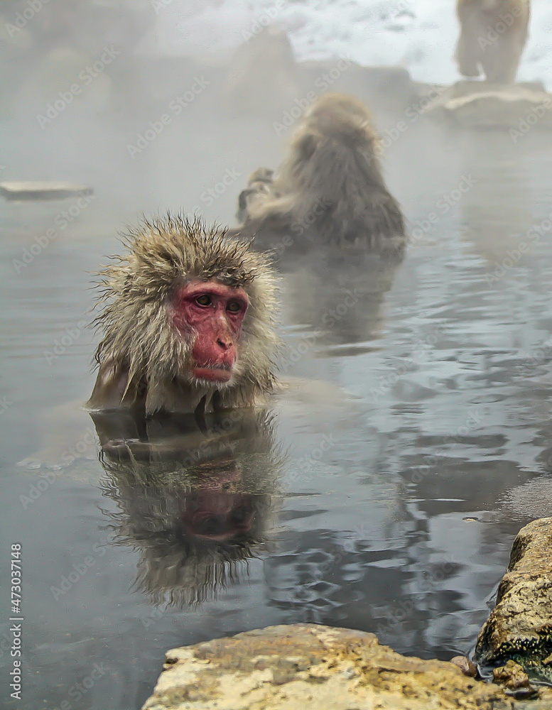 Fototapeta premium A monkey in a hot spring Japan
