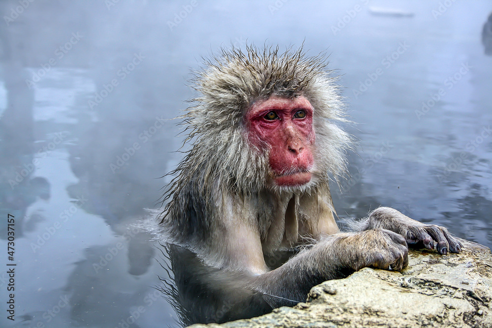 Obraz premium A monkey in a hot spring Japan