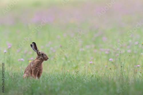 European Hare Lepus europeae in a meadow © denis